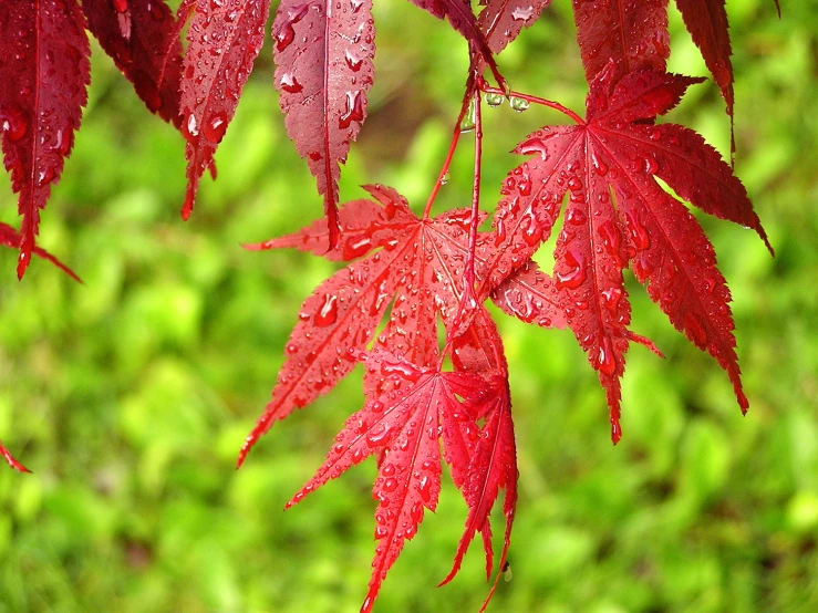 leaves with water drops hanging from them