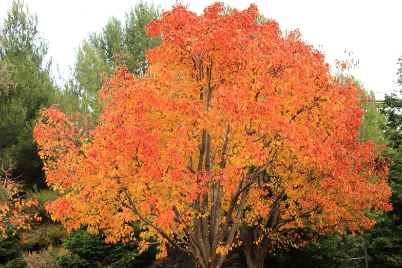 a tree with very yellow leaves in a park