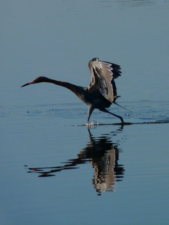 a bird spreads its wings as it dives into the water