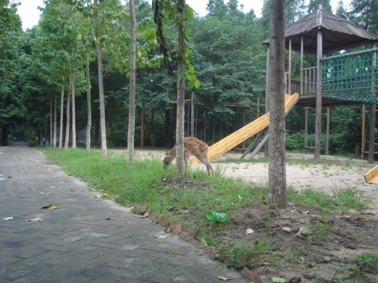 a wooden slide and stairs in a play area