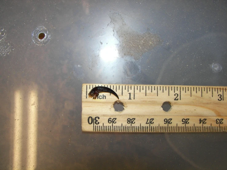a ruler measuring an area that has holes in it