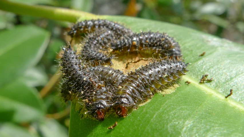 a couple of bugs sitting on top of a green leaf