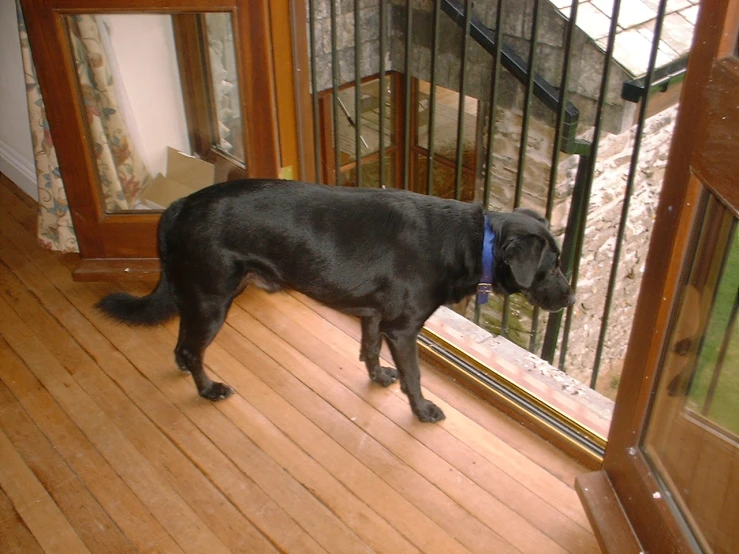 a black dog looking out the open window