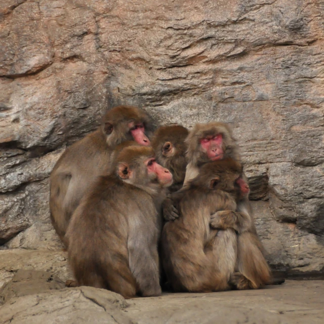 a group of monkeys sitting on top of a pile of stones