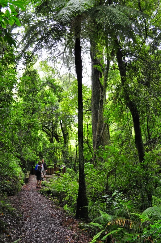 people walking down a path through the forest