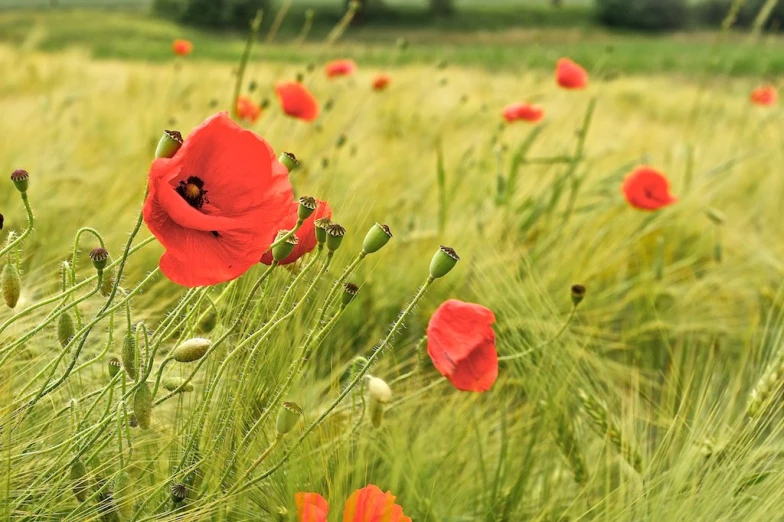 some red flowers in the grass by some water