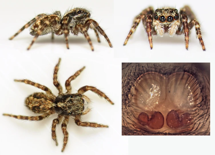 three images of the same spider side by side