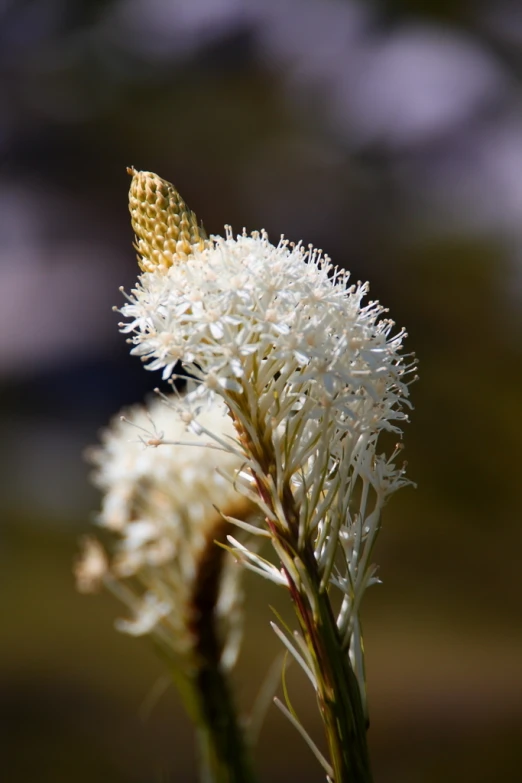 a yellow erfly flying across a tall white flower