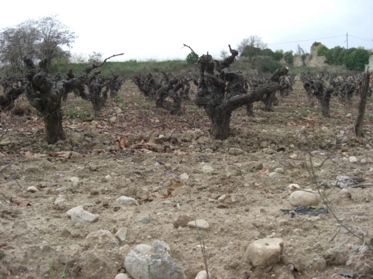 many dead and dry trees in an area with rocks and plants