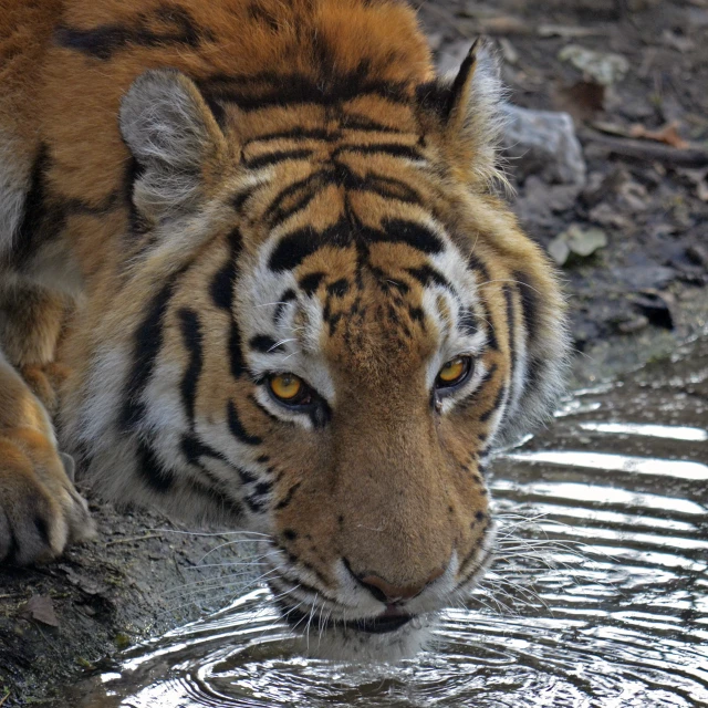 there is a tiger walking in the water