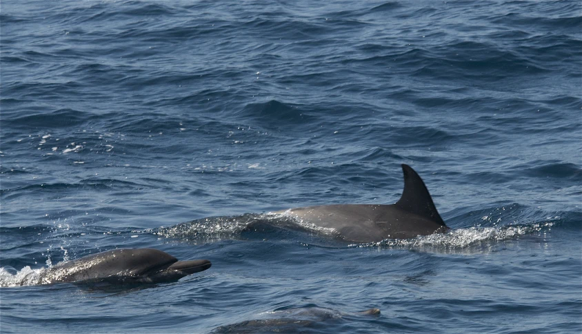 two dolphins swimming together in the ocean