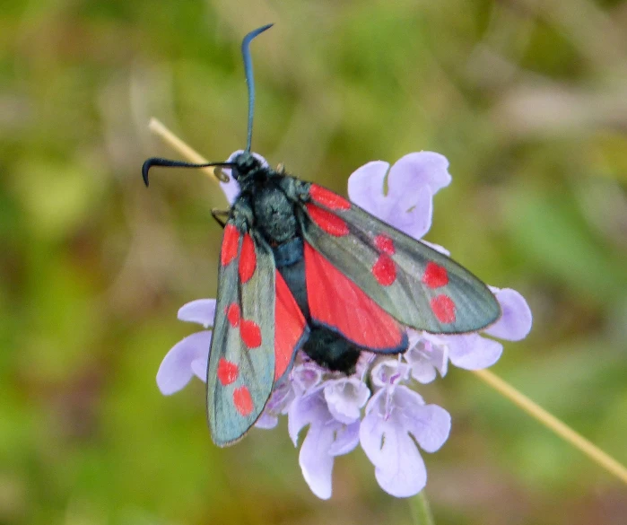 a large red and grey moth on a purple flower