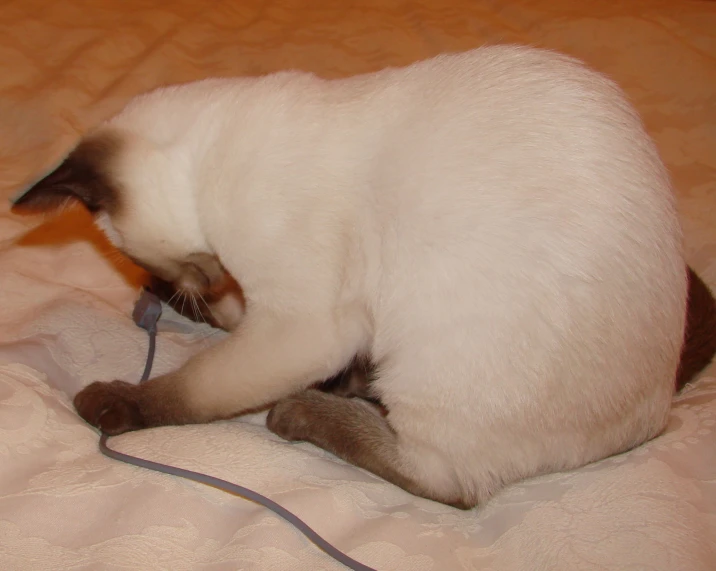 a cat sitting on a bed playing with a toy