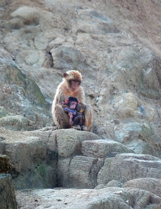 a baboon sits on rocks and carries a child