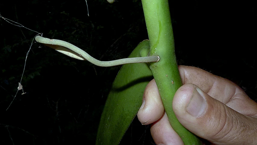 an image of a banana in a hand