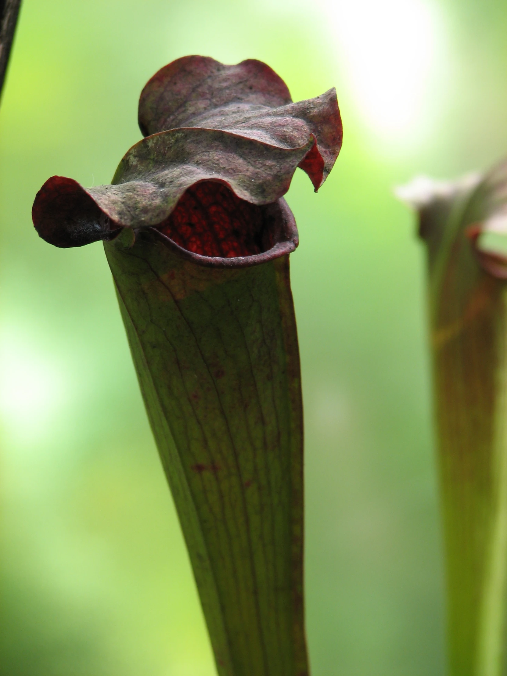 an unusual looking plant with two leaves