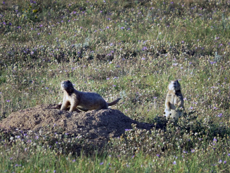 two small animals on a grassy field next to flowers