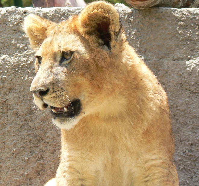 a lion is standing up against the wall