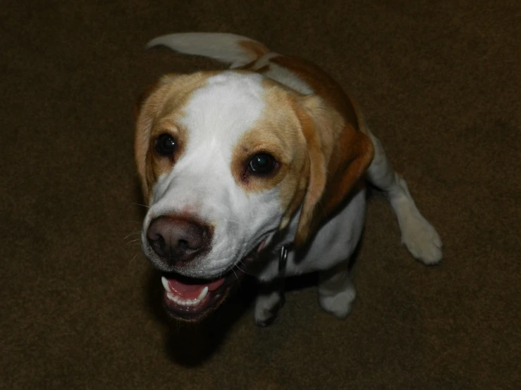 the dog is panting while standing on the floor