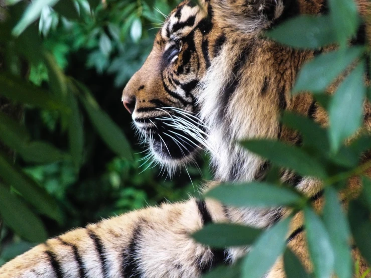 a tiger with its eyes open sitting on a tree