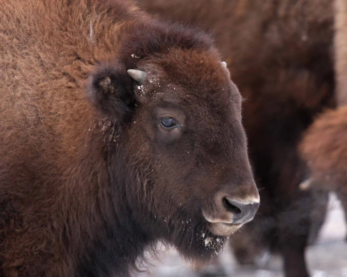 two bison, one looking down, and one staring into the distance