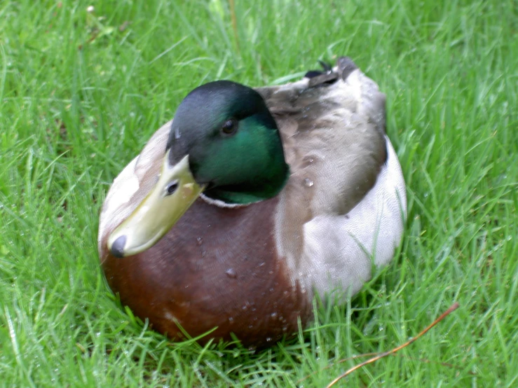 a duck sitting in the middle of some tall grass