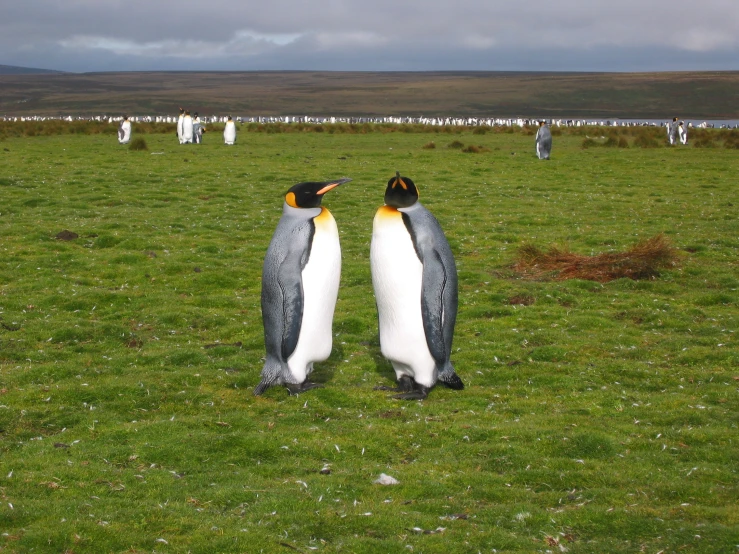 two penguins standing together with black and white on them