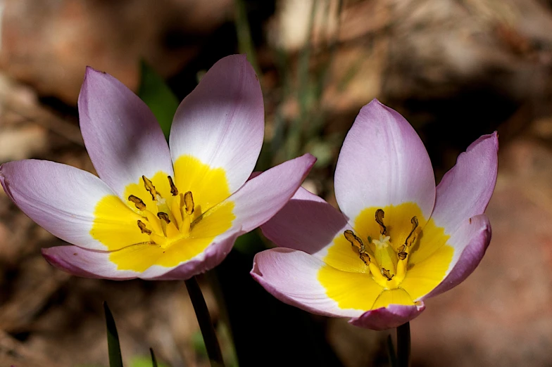 two yellow and purple flowers with a brown spot
