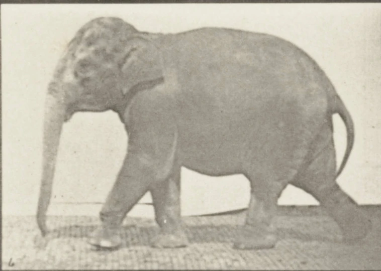 an old po of a baby elephant walking across the floor