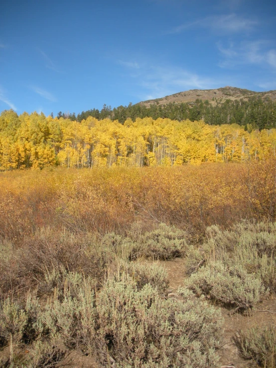 a bunch of trees that are standing near each other