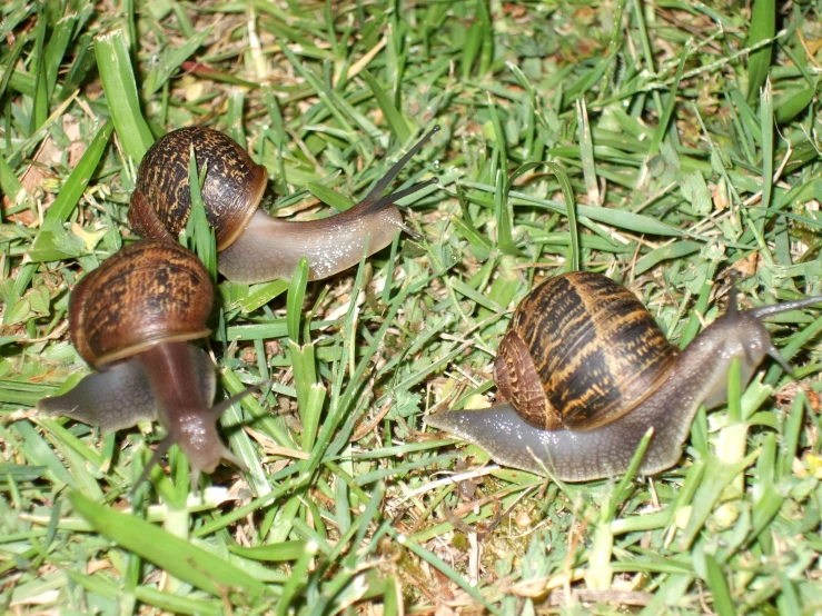 two small snails are in the grass near one another