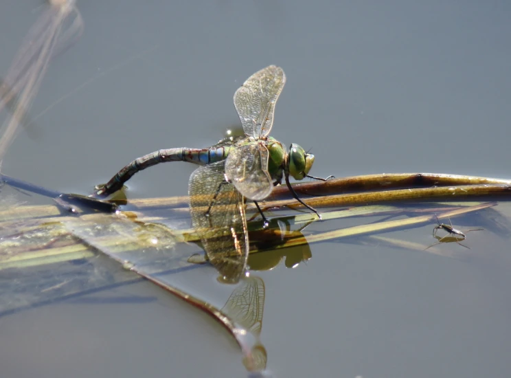 an insect is sitting on the nches of a plant