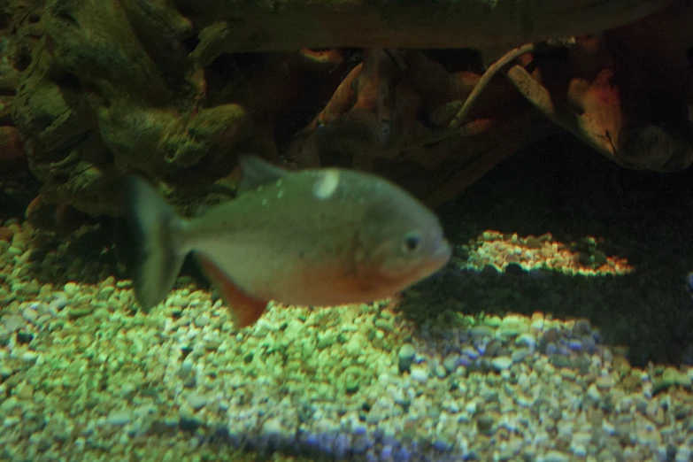 a fish in an aquarium with grass and gravel