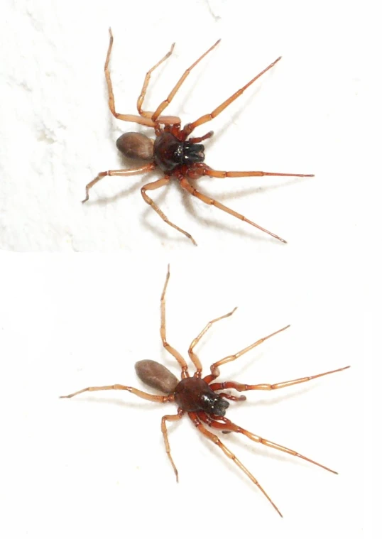 two different views of the same spider in one image and another s from different angles