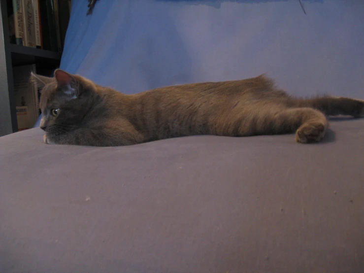 a cat laying on a bed that has a blue cover