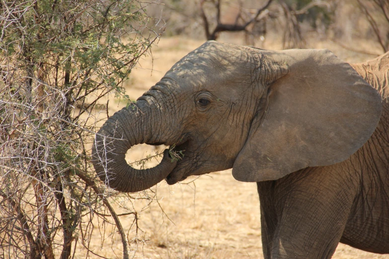 an elephant looks on while eating some leaves