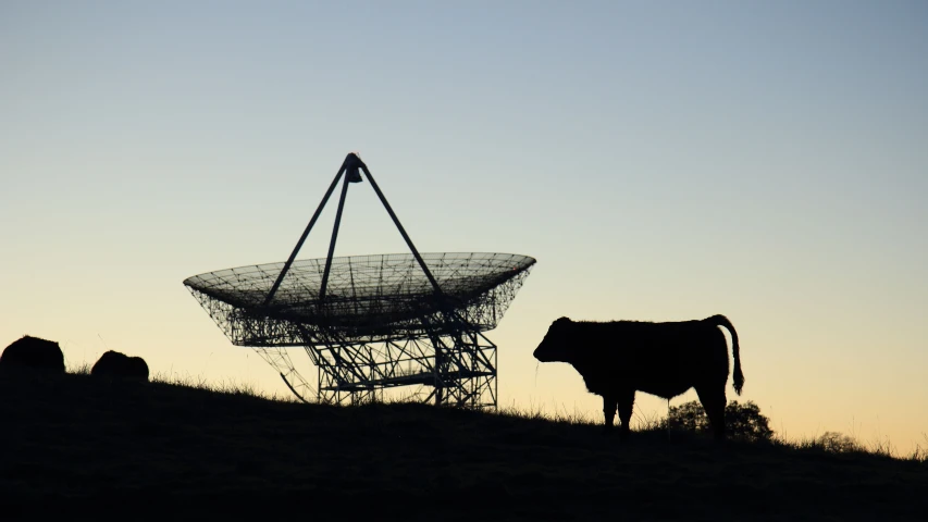 two cows are standing on a hill near a satellite dish