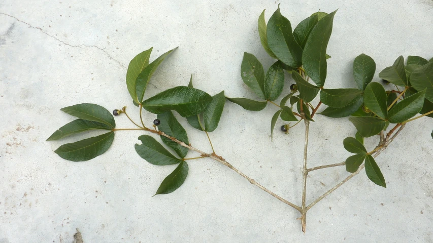 leaves are growing up on the side of a white wall