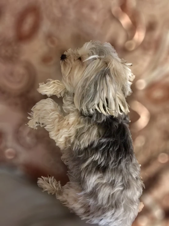 the dog is looking up while sitting on his hind legs