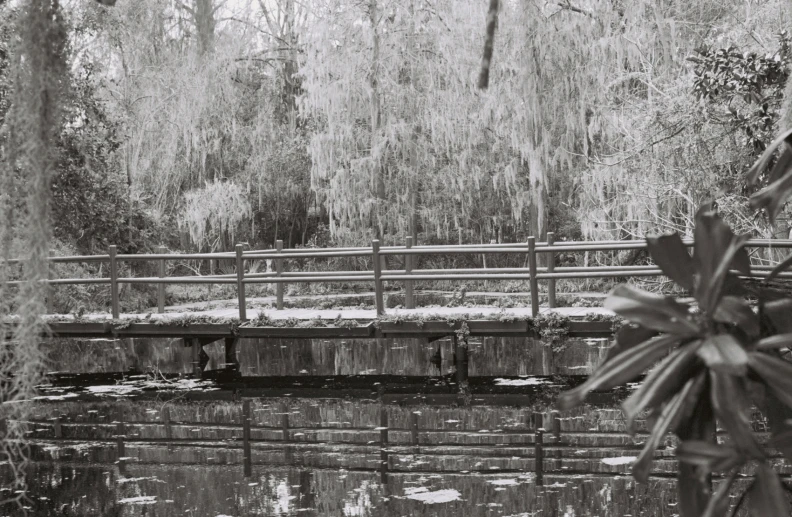 a black and white po of the small bridge and swamp in the woods