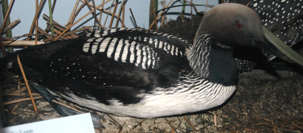 a bird has stripes on its feathers and is lying on hay