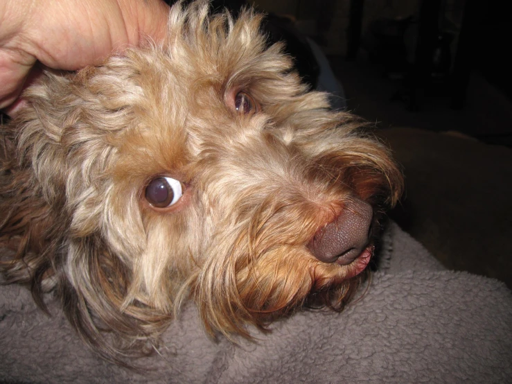 a hand pets a brown dog that has hair hanging off its face