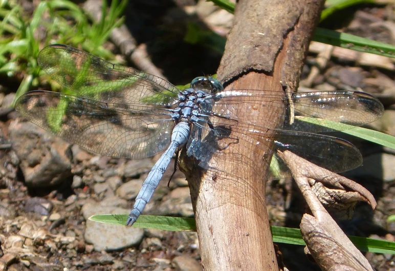 a blue dragon sitting on top of a wooden log