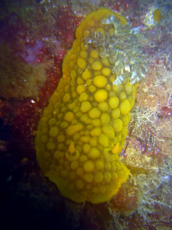 close up image of an underwater sponge on a coral