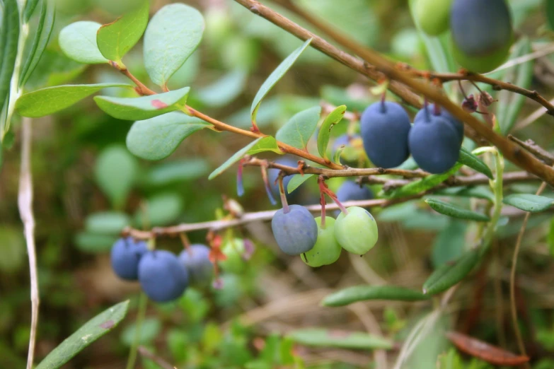 the fruit is hanging from the vine in the forest