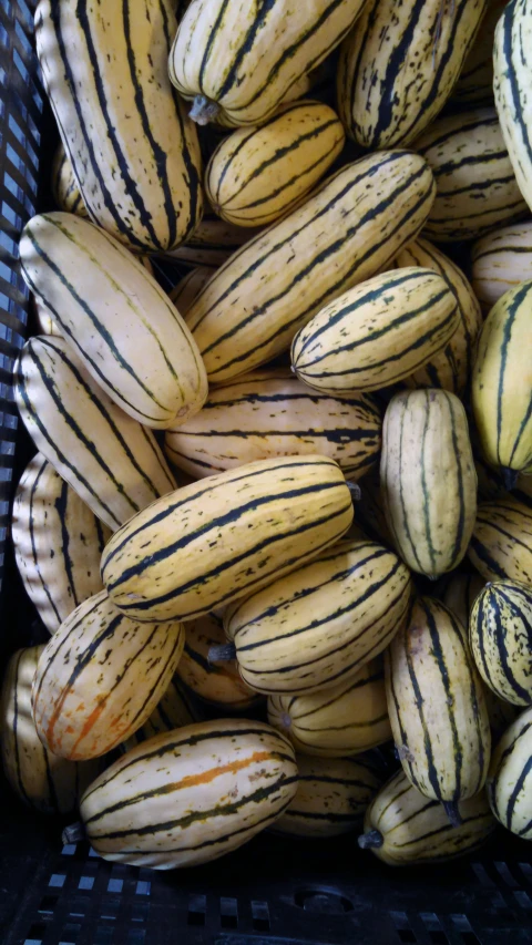 a lot of yellow and black striped cucumbers