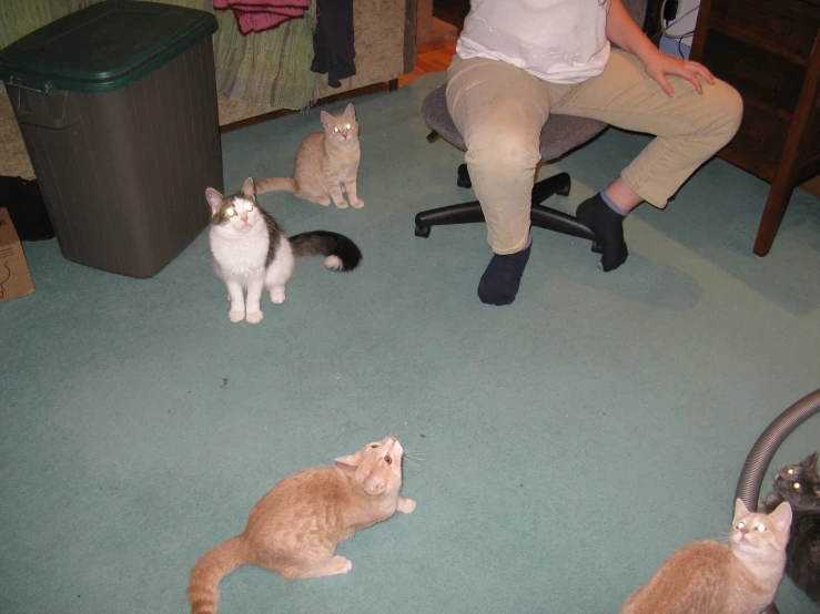 an orange cat sitting on the ground surrounded by small black and white cats