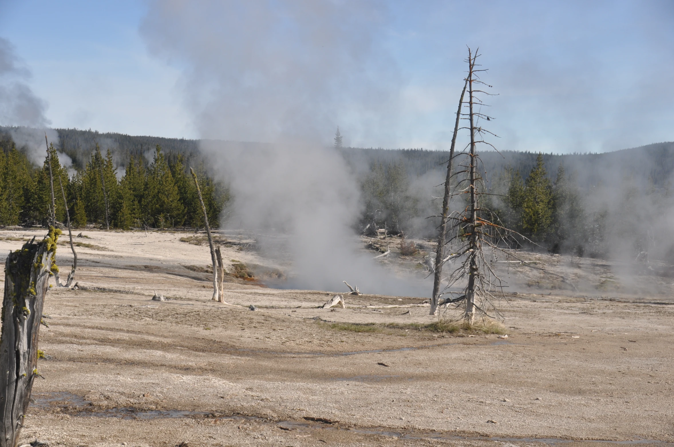 steaming trees and soil in the distance near a forest