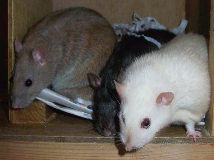 the rats have found their house in the box