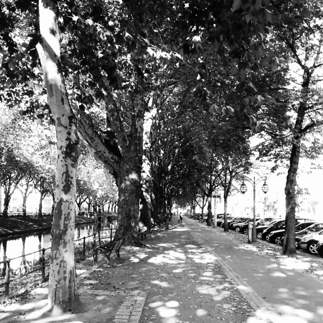 black and white pograph of trees in a park